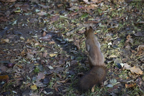 一只在野外自由的松鼠 — 图库照片