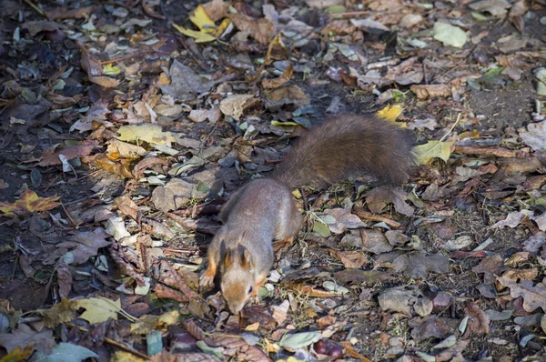 Ein Eichhörnchen frei in freier Wildbahn — Stockfoto