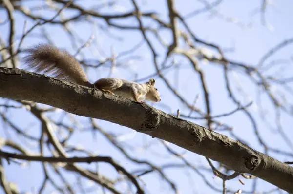 一只在野外自由的松鼠 — 图库照片