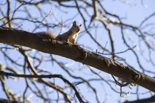 A természetben szabad mókus — Stock Fotó
