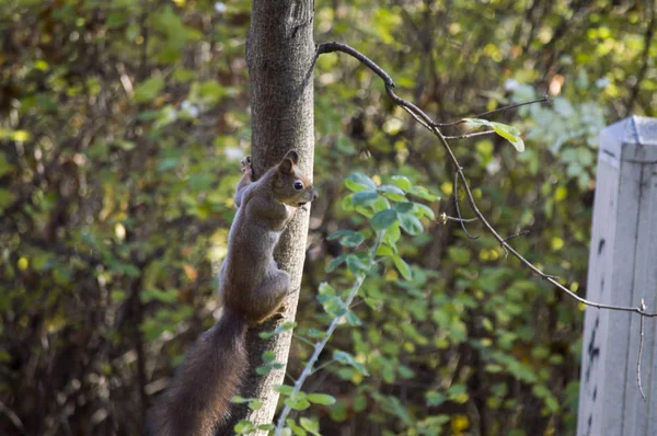 Un écureuil libre dans la nature — Photo