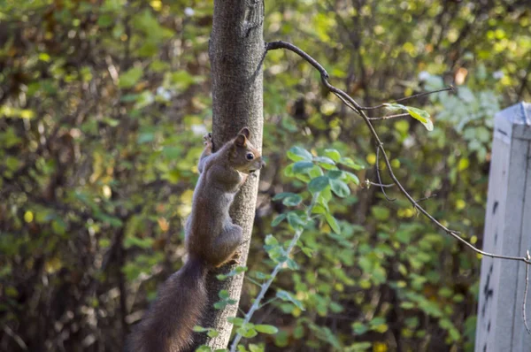 Ένας σκίουρος δωρεάν στην άγρια φύση — Φωτογραφία Αρχείου