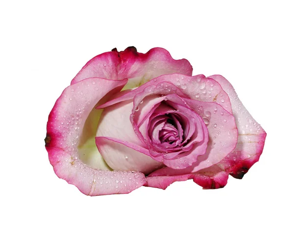 Eine nasse rosa Rose — Stockfoto