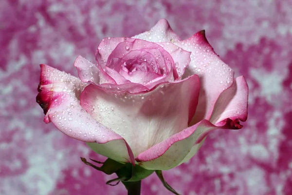 Um close-up de uma rosa rosa molhada — Fotografia de Stock