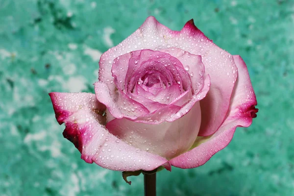 Eine Nahaufnahme einer nassen rosa Rose — Stockfoto