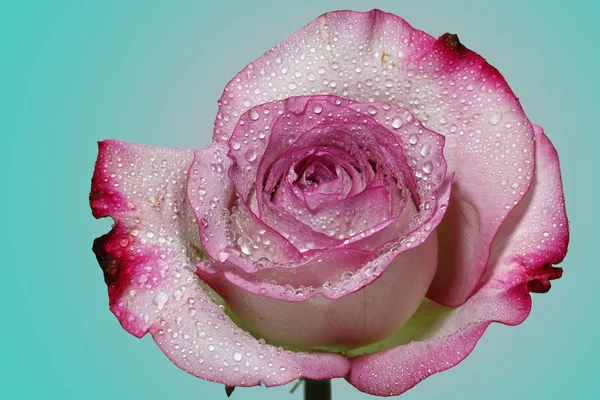 Eine nasse rosa Rose — Stockfoto