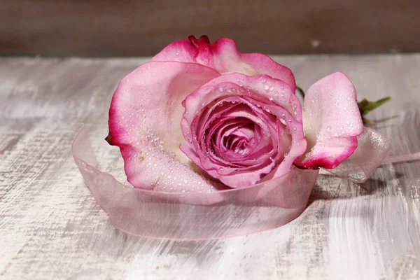 Eine nasse rosa Rose — Stockfoto