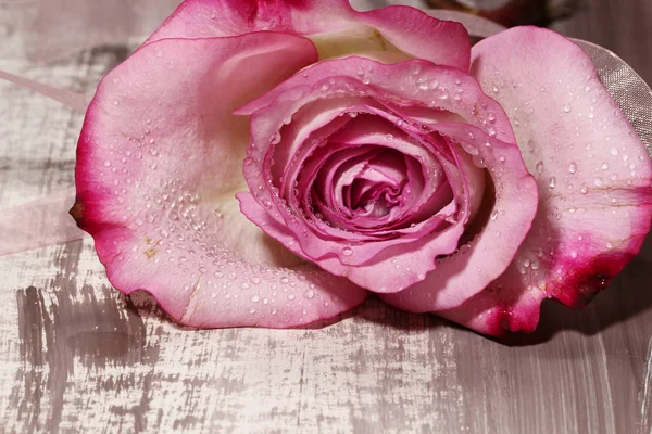 Eine nasse rosa Rose — Stockfoto