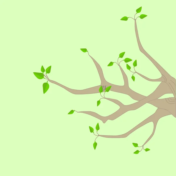 Ramos de uma árvore com folhas verdes — Vetor de Stock