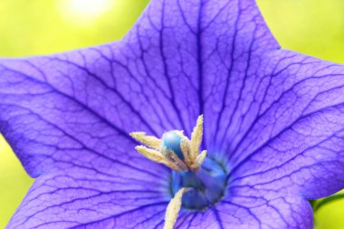 A yakın çekim bir güzel mavi balon çiçek ya da Platycodon gran