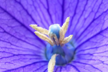 A yakın çekim bir güzel mavi balon çiçek ya da Platycodon gran