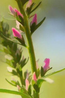 Pembe Veronica çiçekler, seçici odak tırmanıştır