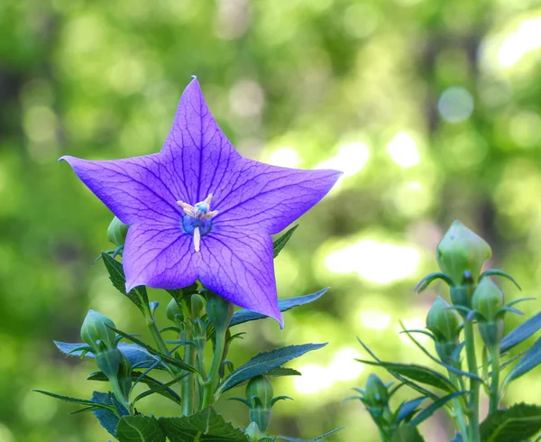 Um close-up de uma bela flor de balão azul ou Platycodon gran — Fotografia de Stock