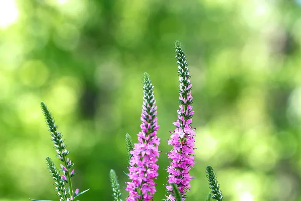 Spikes of pink Veronica flowers, selective focus — Stock Photo, Image