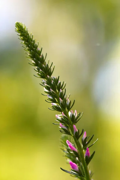 Spikes of pink Veronica flowers, selective focus — Stock Photo, Image