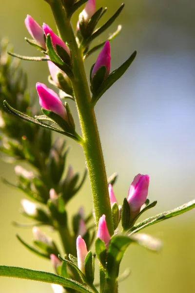 Picchi di fiori di Veronica rosa, focus selettivo — Foto Stock