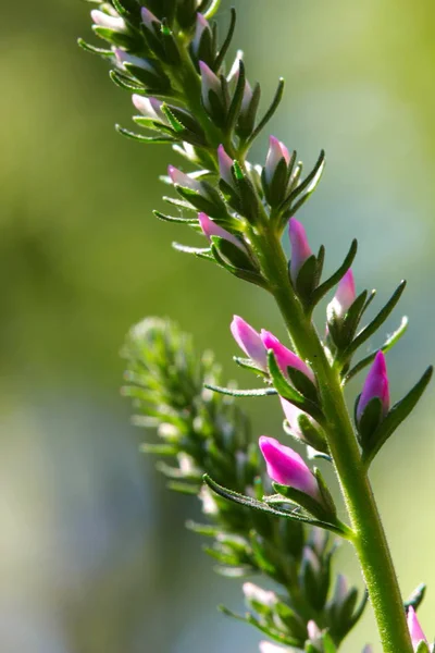 Pembe Veronica çiçekler, seçici odak tırmanıştır