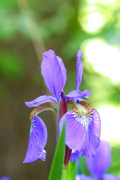 Yeşil bir arka plan, seçici odak üstünde mor Iris çiçekler. — Stok fotoğraf
