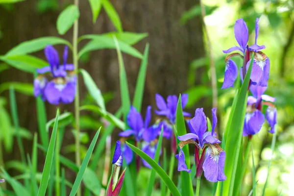 Fiori di iris viola su sfondo verde, attenzione selettiva . — Foto Stock