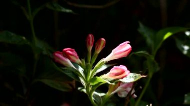 Pembe ve beyaz Weigela florida Şubesi