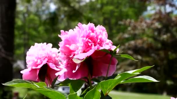 Flores de peonía rosa — Vídeo de stock