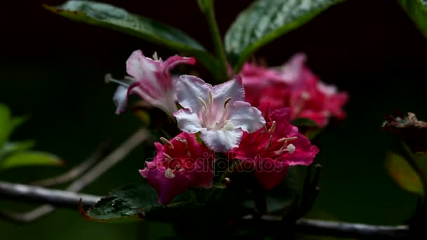 Une branche de Weigela florida rose et blanche — Video