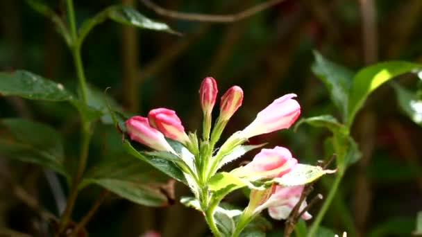 Une branche de Weigela florida rose et blanche — Video