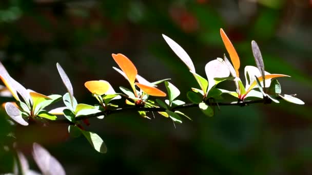 Зеленые листья барбариса — стоковое видео