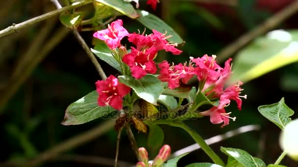 Una rama de Weigela florida rosa y blanca — Vídeo de stock