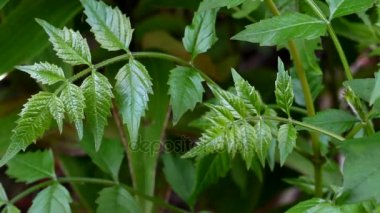 Arka plan yeşil yaz bırakır