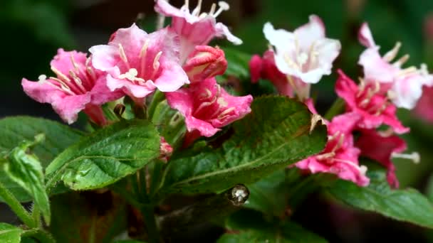 Pequeña flor rosa y blanca — Vídeo de stock