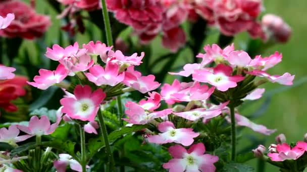 Маленький розовый и белый цветок — стоковое видео