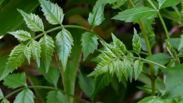 Verde verano hojas fondo — Vídeos de Stock