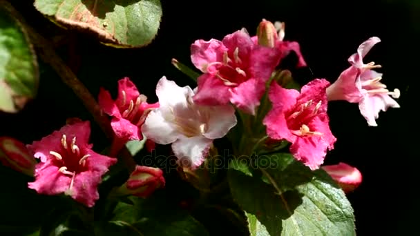 Rosa och vita Weigela blommor — Stockvideo