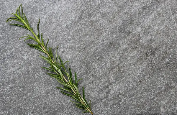 Erva recém-colhida Rosemary — Fotografia de Stock