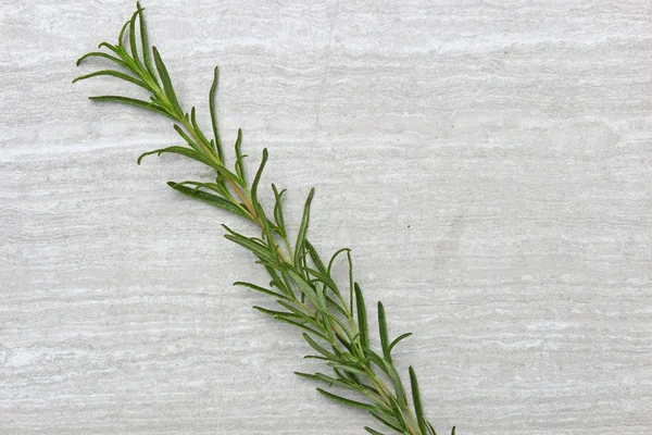 Freshly picked herb  Rosemary — Stock Photo, Image