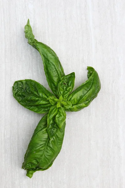 Freshly picked herb  Basil — Stock Photo, Image