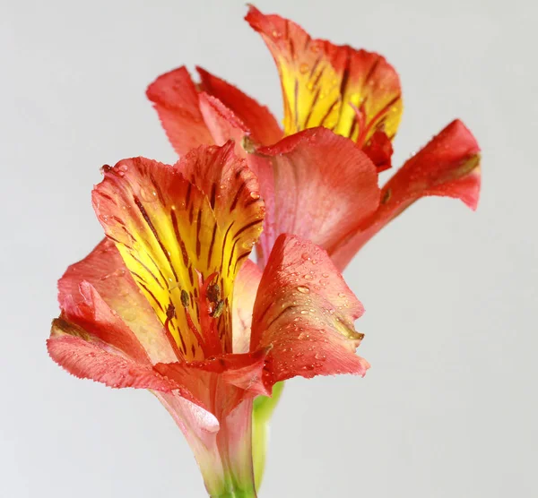 オレンジ色のアルストロメリア花 — ストック写真