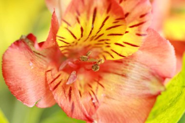 Alstroemeria yakın çekim