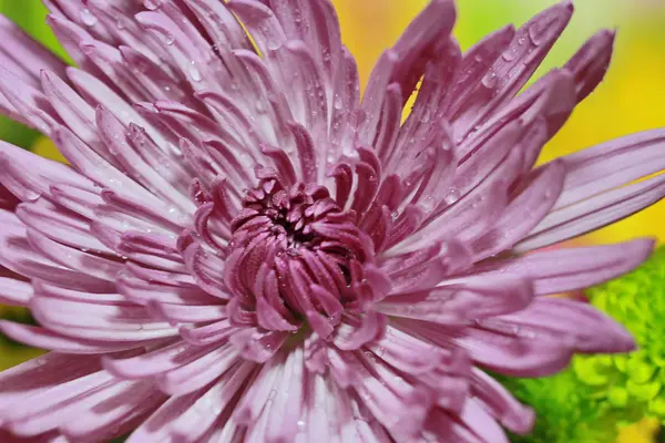 菊花的特写 — 图库照片