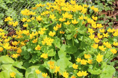 Küçük sarı çiçekler.