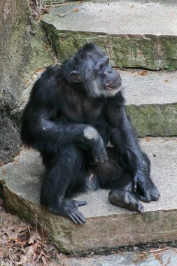 A tired Chimpanzee clipart