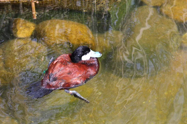 Un pato marrón —  Fotos de Stock