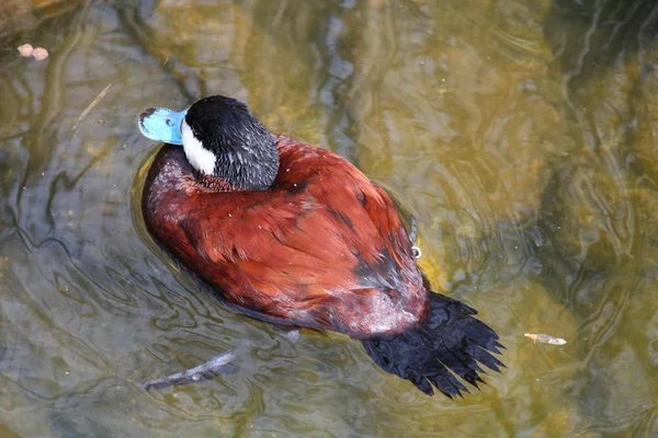 Un pato marrón —  Fotos de Stock