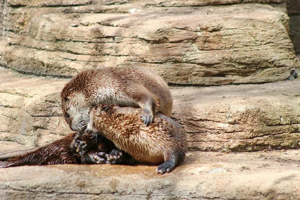 Uma lontra a ferver — Fotografia de Stock