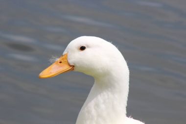 Beyaz ördek