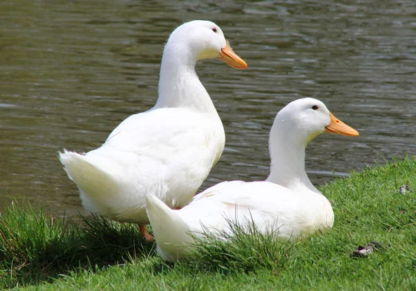 Dos patos blancos — Stockfoto