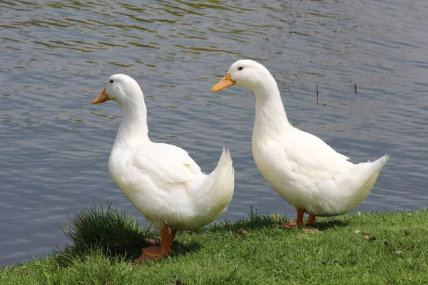 Dos patos blancos — Foto de Stock