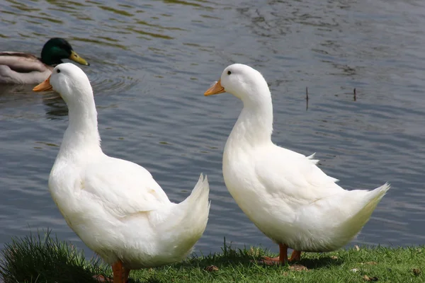 Dvě bílé kachny — Stock fotografie
