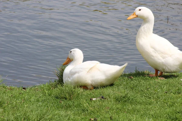 Dos patos blancos —  Fotos de Stock